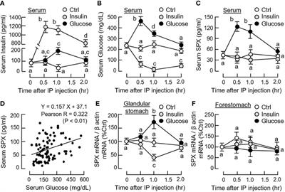 Mouse Spexin: (III) Differential Regulation by Glucose and Insulin in Glandular Stomach and Functional Implication in Feeding Control